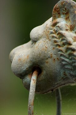 Rusty Head