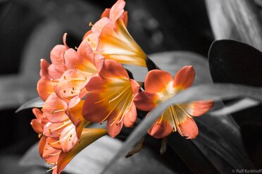 Color