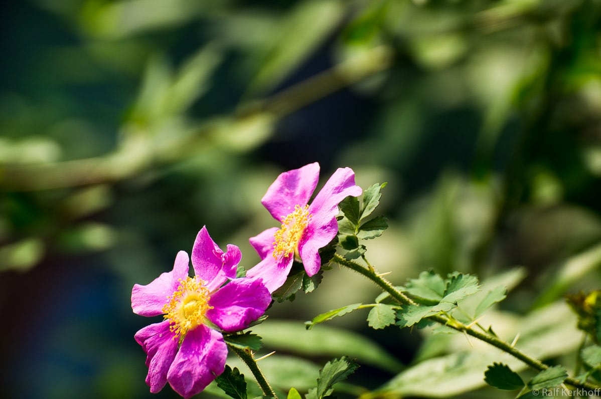 Pair