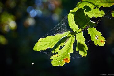The Web
