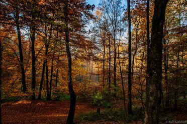 Painted Forest