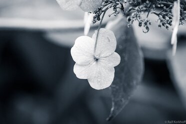 Hängeblume