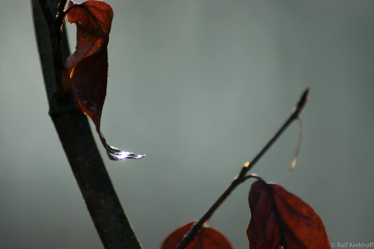 Wet Leave