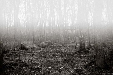 Foggy Forest