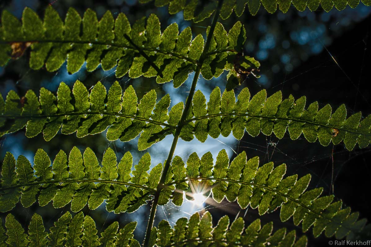 Fern