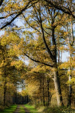 Schranke