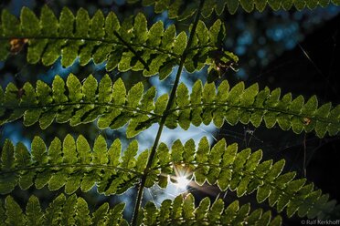 Fern