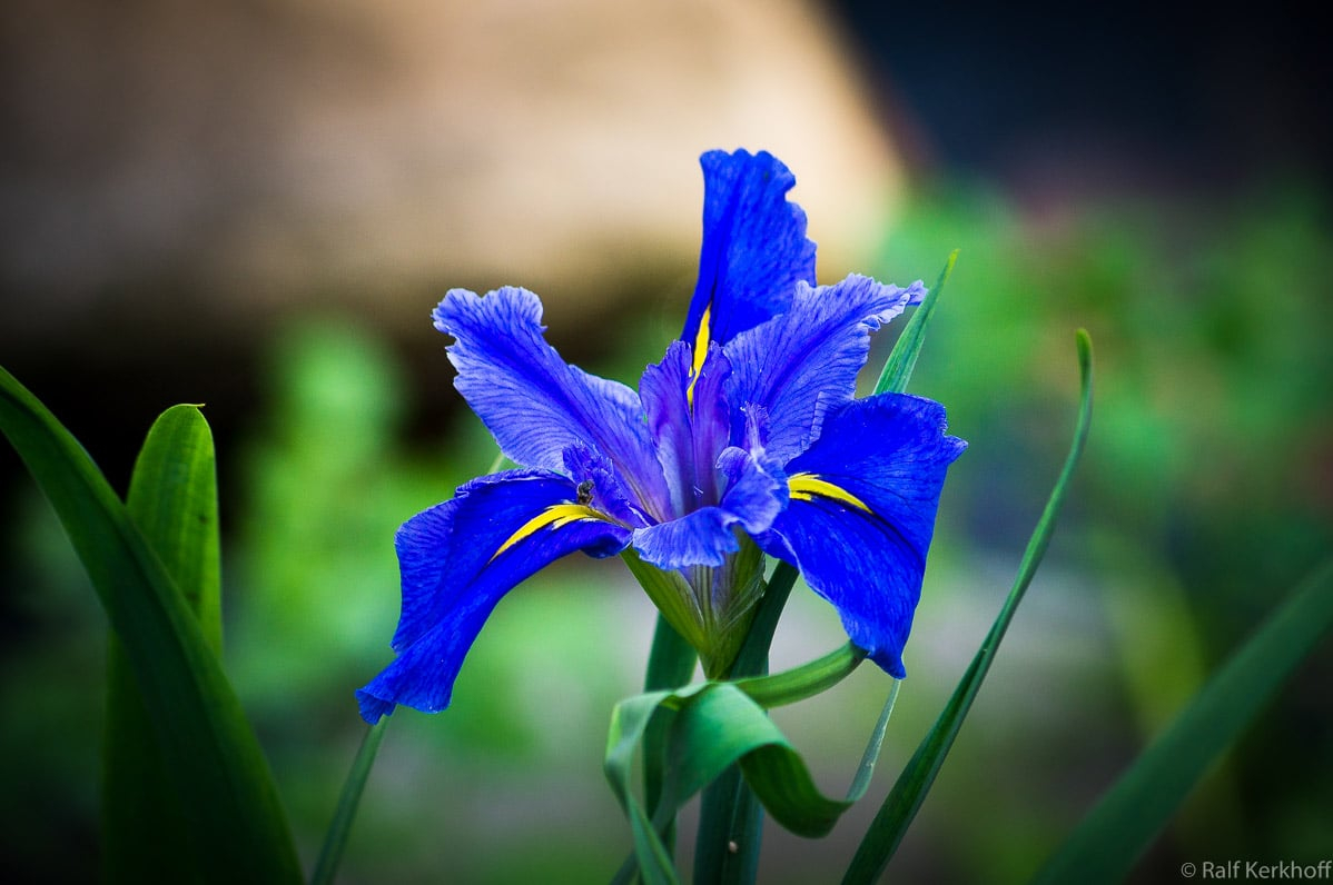 Blüte