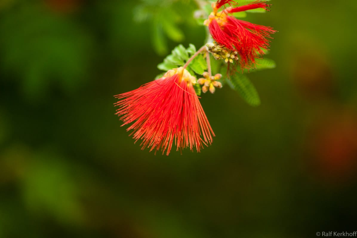Living Desert