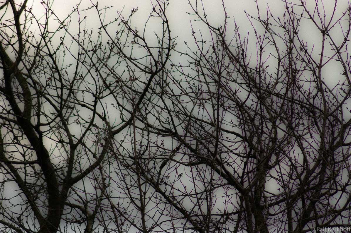 Dead Tree