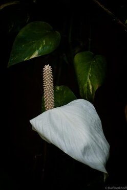 Witte