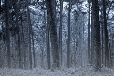 Cold Forest