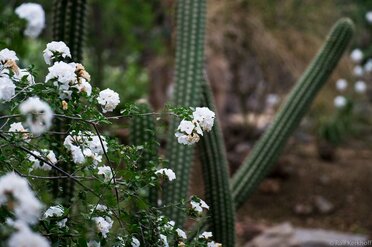 Desert Spring