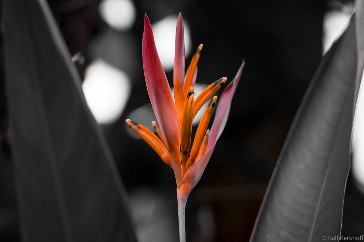 Tropic