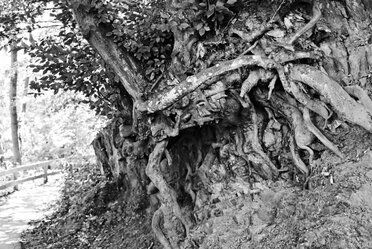 Wurzelwerk