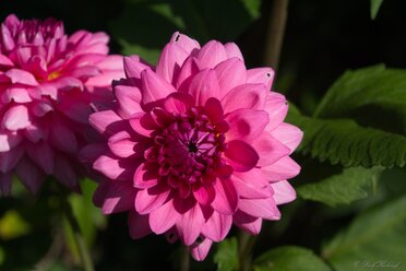 Blossom