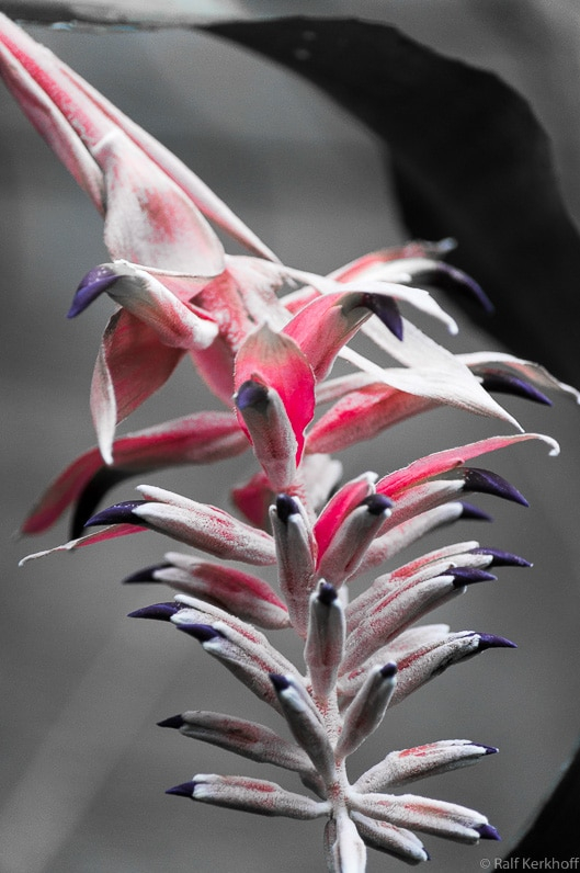Hängeblume