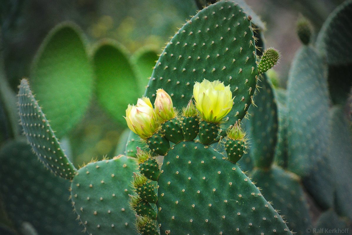 Blüte