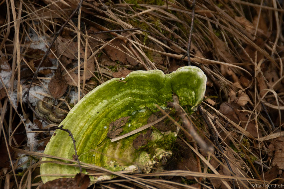 Hochmoor