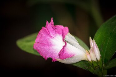 Vollblüte