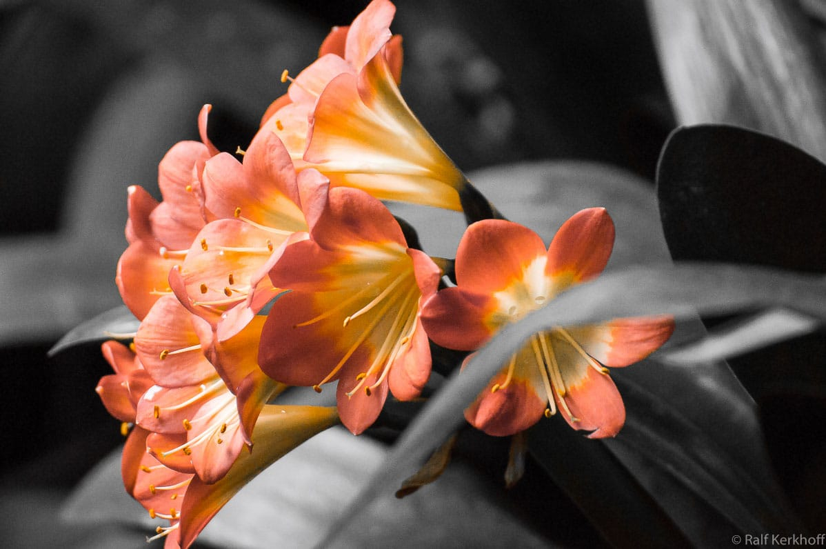 Color