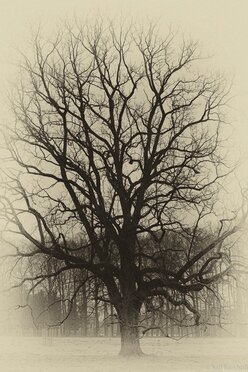The Tree