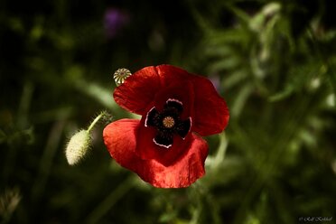 Mohn