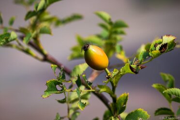 Frucht