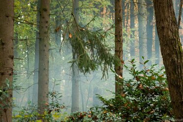 Nebel