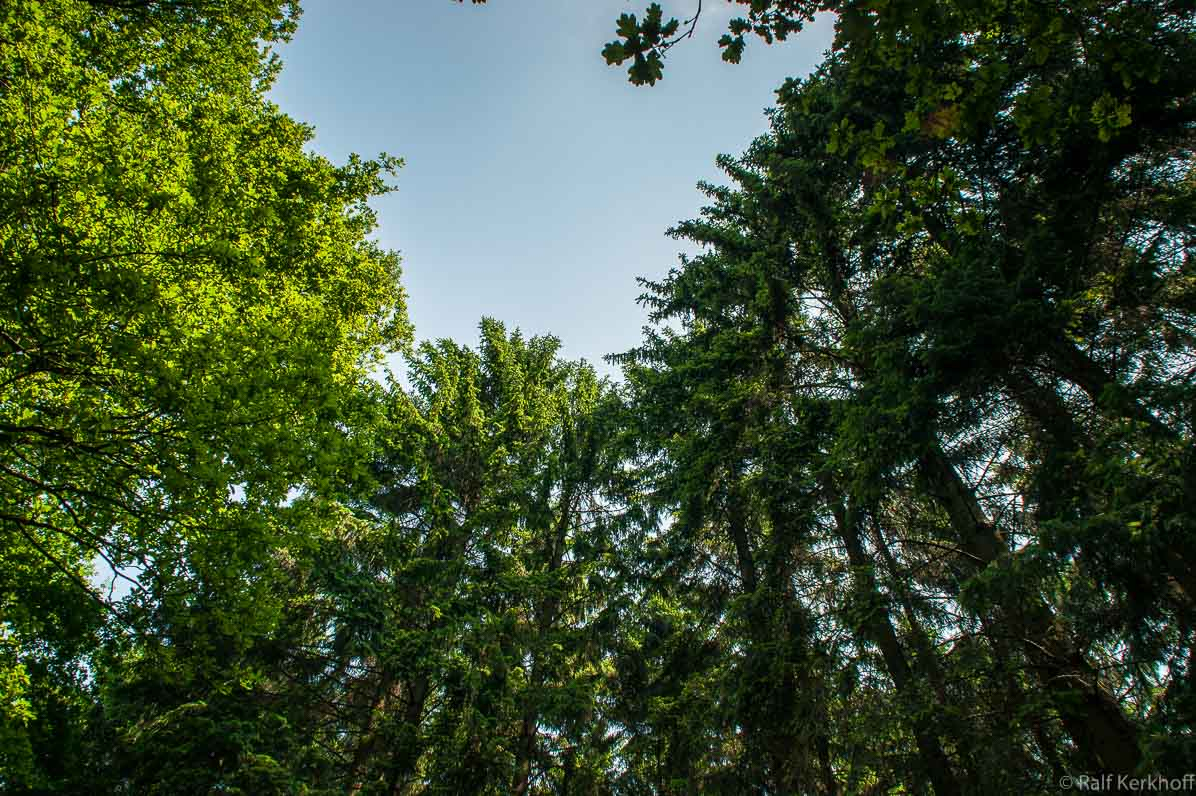 Baumkronen
