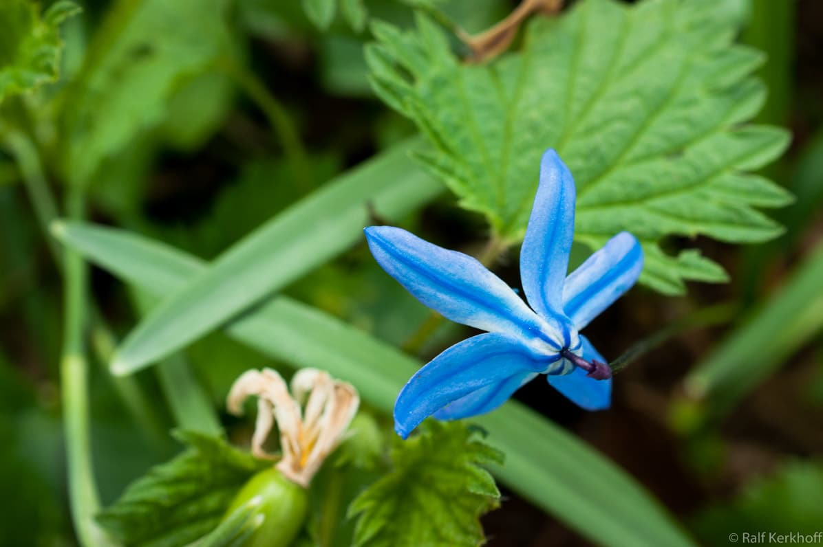 The Blue One