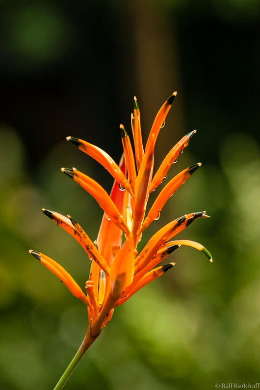 Orange Dream