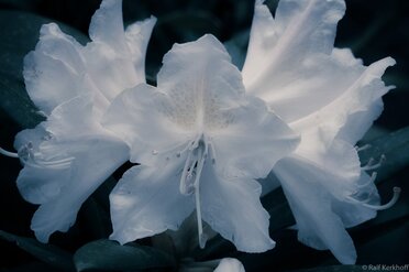 Blue Dawn