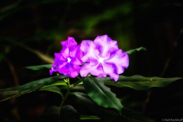 The Glow