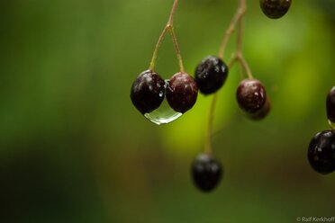 Droplet