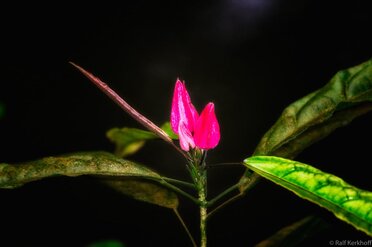 Lonesome
