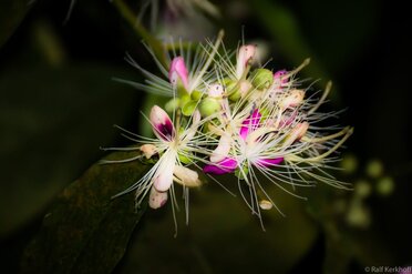 Filigran