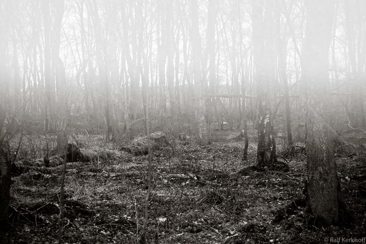 Foggy Forest