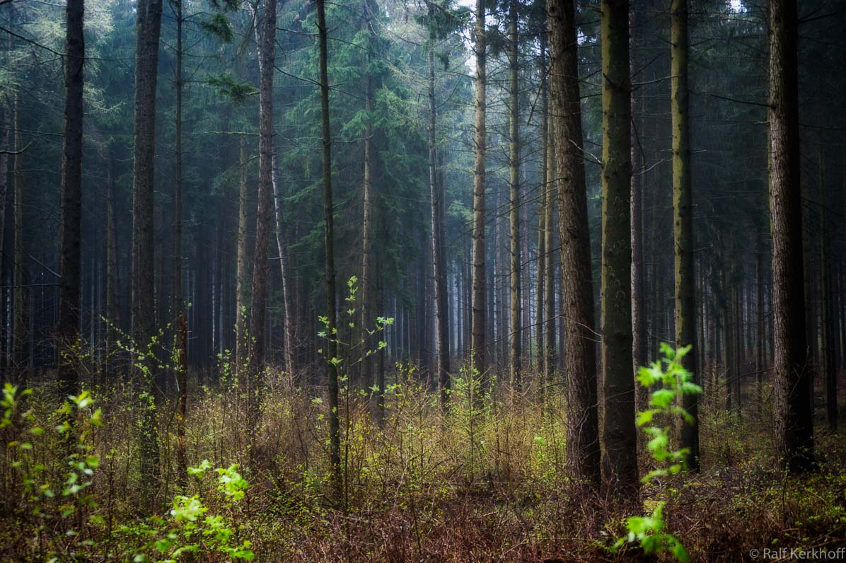 RainForest