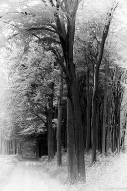 Trees