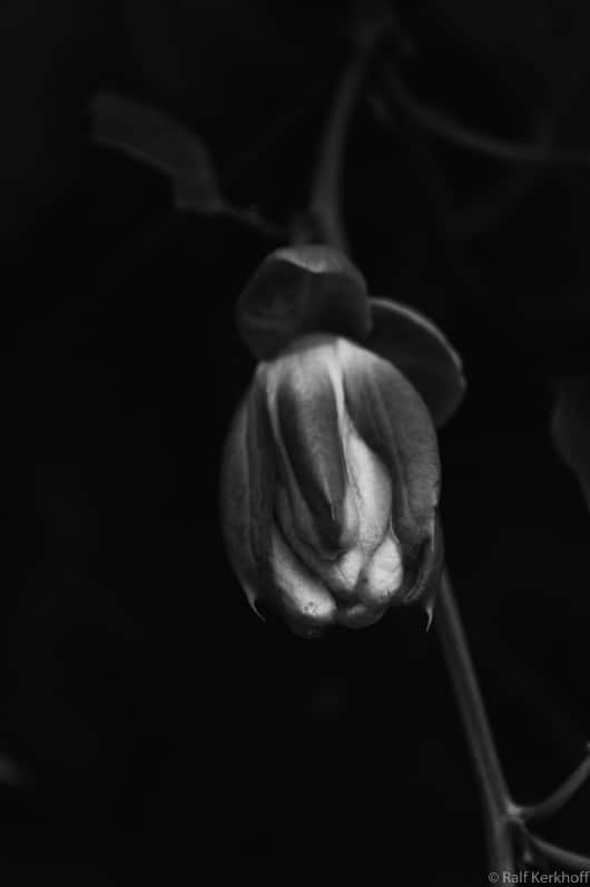 Knospe