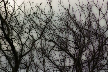 Dead Tree