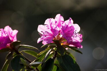 Shining