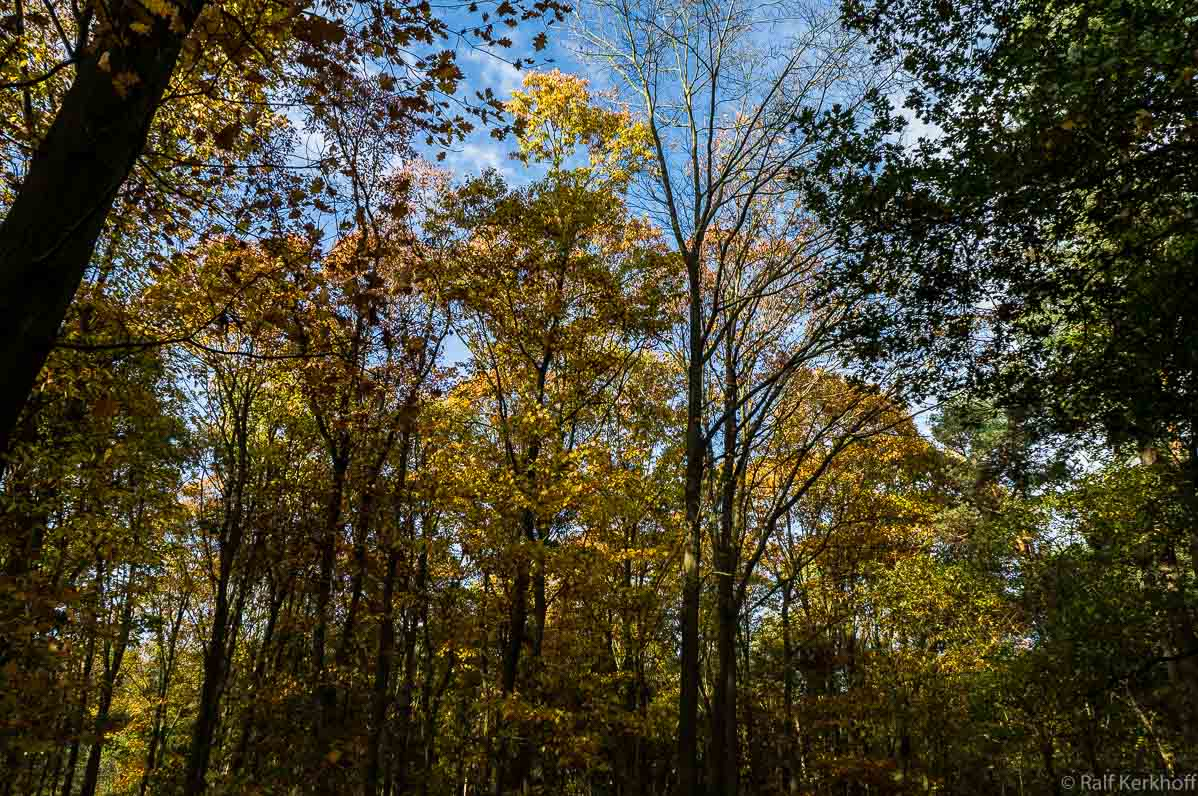 Herbstbäume