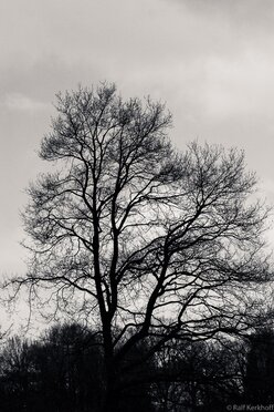Winter Tree