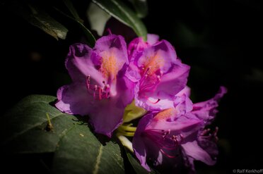 Vollblüte