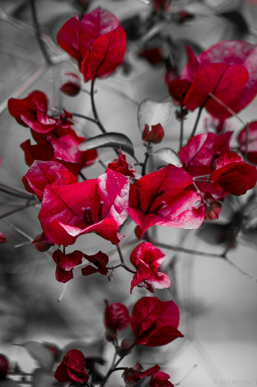 Just Red