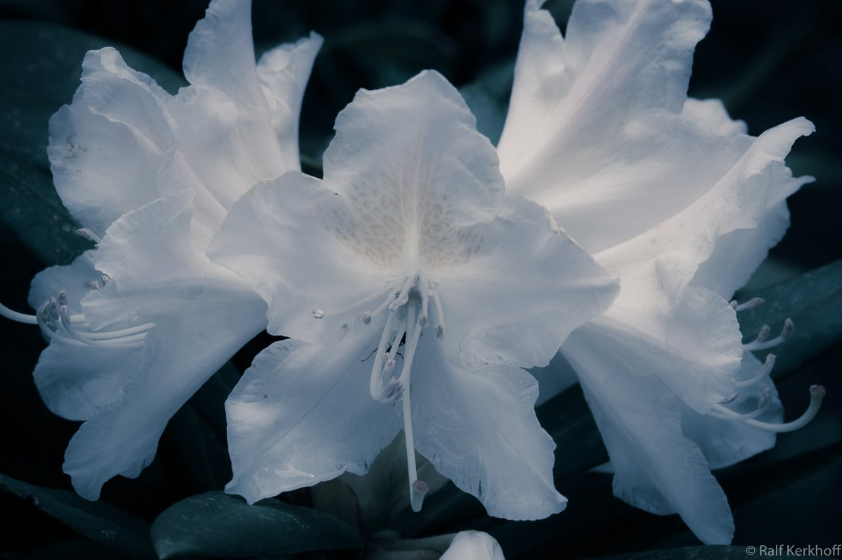 Blue Dawn