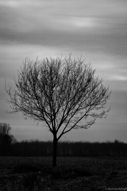Lonely Tree
