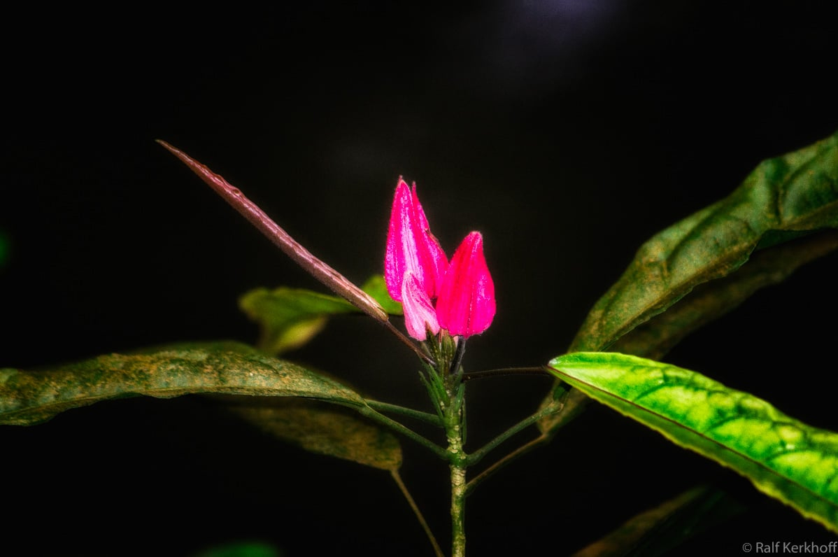 Lonesome